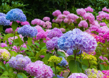 What does the Hydrangea Flower Symbolize?