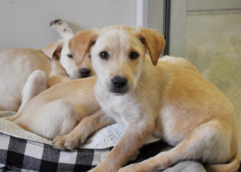 Shady Things Pet Stores Don’t Want You to Know