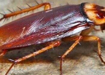 Cockroach Problem In Your Home