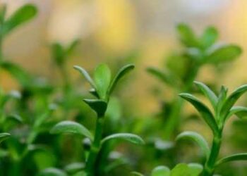 Bacopa monnieri: An Overview of the Ayurvedic Herb