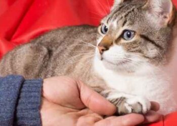 Humans and Cats are the same