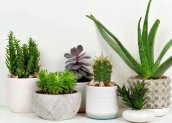 From Where can you Buy the Best Succulents?