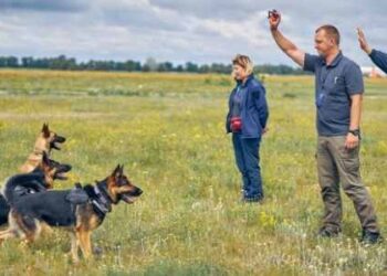 Training For Dog Canines