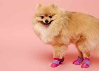 How To Go Backpacking With A Dog For Beginners