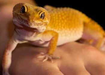 How to Take Care of Your Pet Leopard Gecko