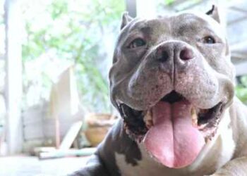 What to Know Before Adopting a Pit Bull