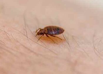 How Bed Bugs Can Be Killed By Heat