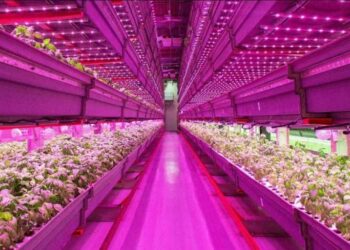 Vertical Farming Lighting