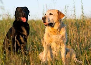 Everything You Need To Know About Labradors