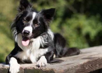 Which Sporting Dog Breed Do You Want to Adopt