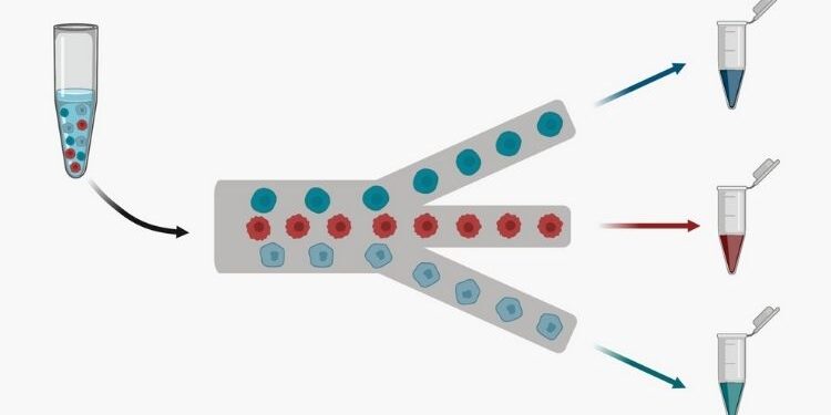 Cell Separation