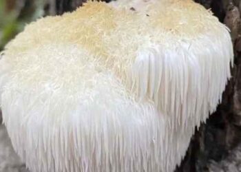 Lion's Mane Mushroom Benefits, Usage, and Side Effects