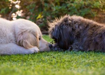 Outdoor Dog Safety And Care