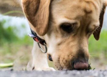 5 Advantages of Getting Bedbug-Sniffing Dogs to Detect Infestation