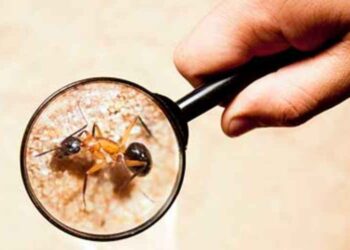 How to Detect a Termite Infestation