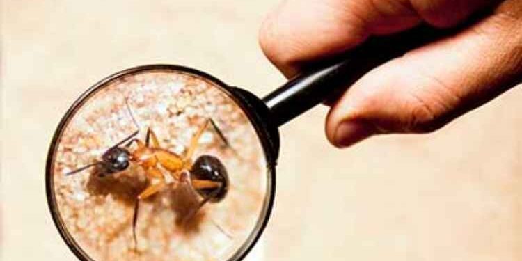 How to Detect a Termite Infestation