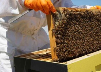 The Ultimate Guide to Start Your Honey Business