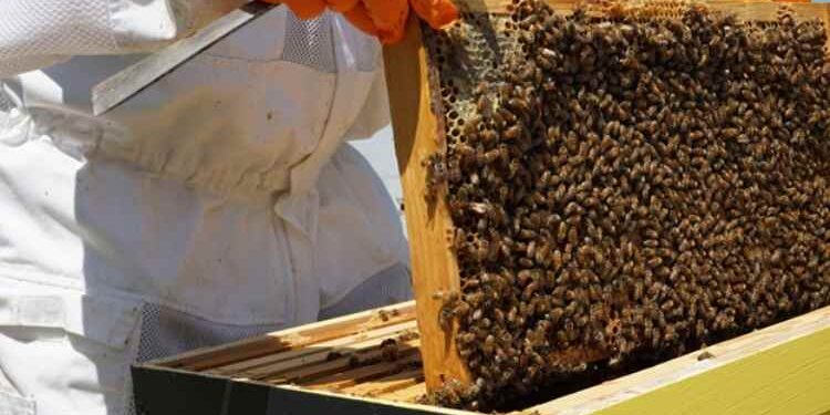 The Ultimate Guide to Start Your Honey Business