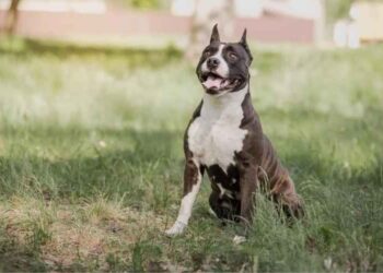 What Should You Know Before Adopting an American Staffordshire Terrier