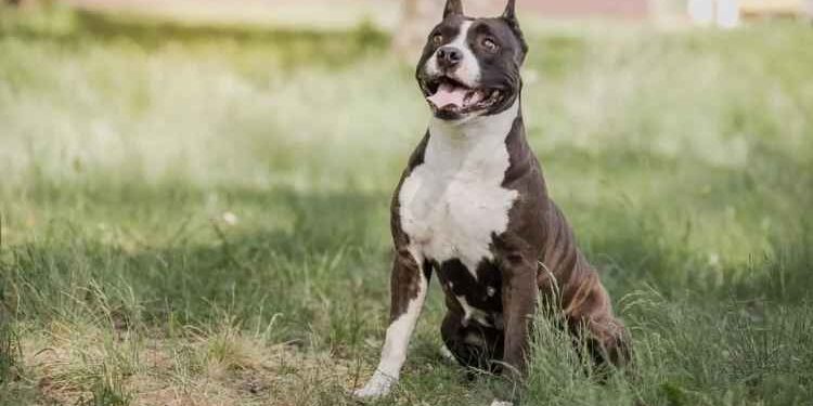 What Should You Know Before Adopting an American Staffordshire Terrier