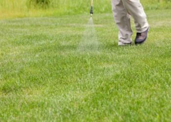 Tips That You Can Consider When Applying Crabgrass Preventer
