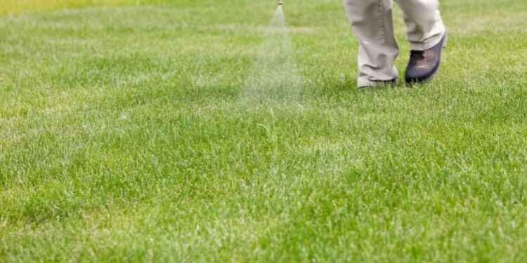 Tips That You Can Consider When Applying Crabgrass Preventer