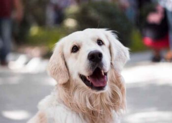 Six Tips to Fly Safely With Your Dog