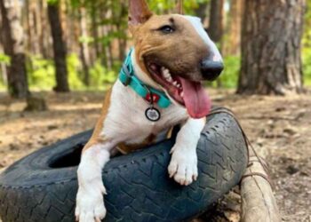 What Supplies To Buy For A New Dog