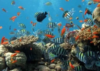 Creating a Saltwater Fish Tank Full of Color