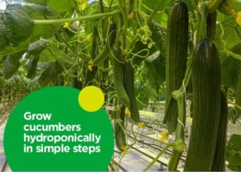 Grow Cucumbers Hydroponically In Simple Steps