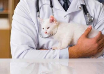 Cat Health