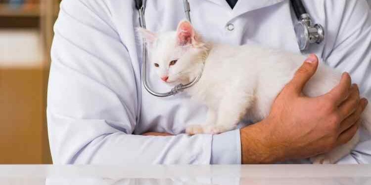 Cat Health