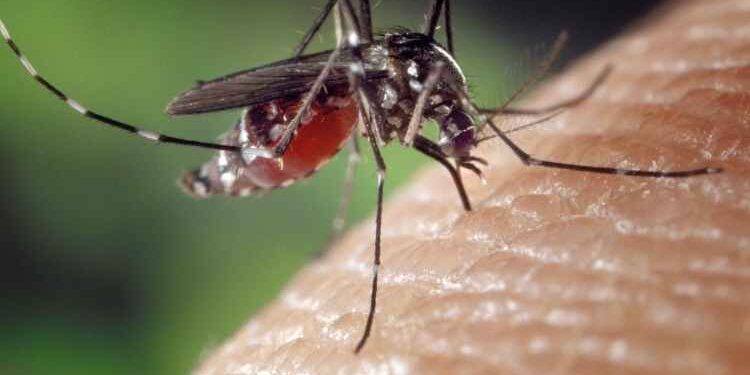 Why Do We Need Mosquito Control