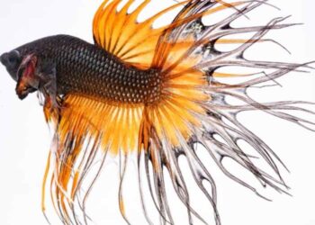 How Many Pellets Should I Feed My Betta Fish?