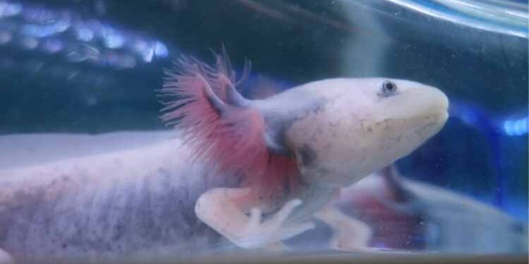 Looking for a Unique Pet Get To Know the Different Types of Axolotls