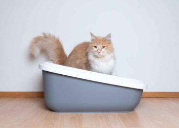 Read This If Your Cat Won't Use the Litter Box