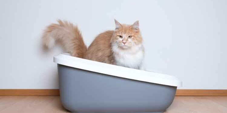 Read This If Your Cat Won't Use the Litter Box