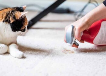 Explore The Benefits of Carpet Cleaning in Fort Collins