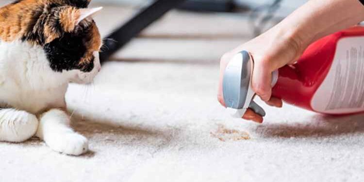 Explore The Benefits of Carpet Cleaning in Fort Collins