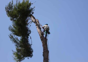 Know What Tree Removal Is And The Things Involved In It