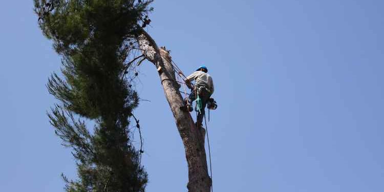 Know What Tree Removal Is And The Things Involved In It