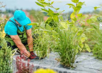 Professional Landscaping