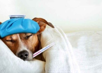 5 Signs of a Sick Dog