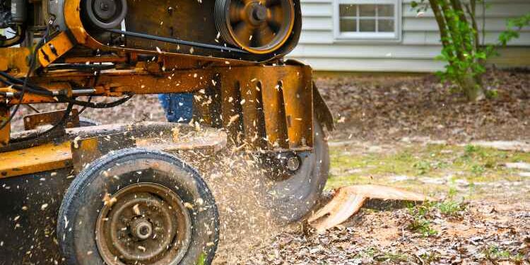 Why removing tree stumps is important