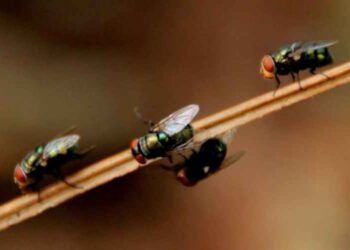 Important things you should know about Pest Control