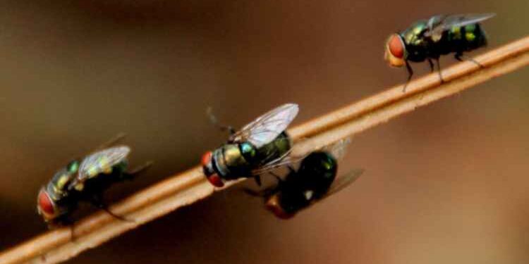 Important things you should know about Pest Control