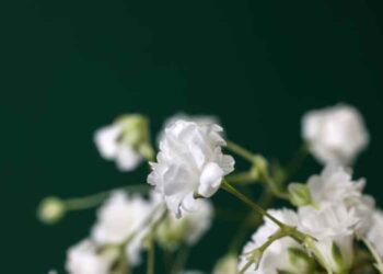 Discover the Best Baby's Breath Bouquets
