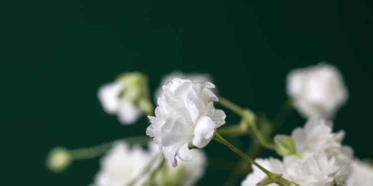 Discover the Best Baby's Breath Bouquets