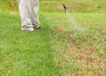 How to Ensure You Kill Weeds Without Damaging Your Lawn