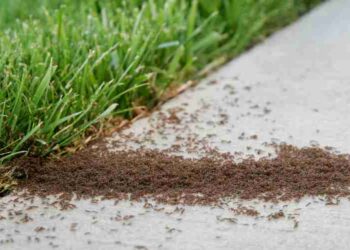 Augusta Residents How To Prevent Rodent Infestation